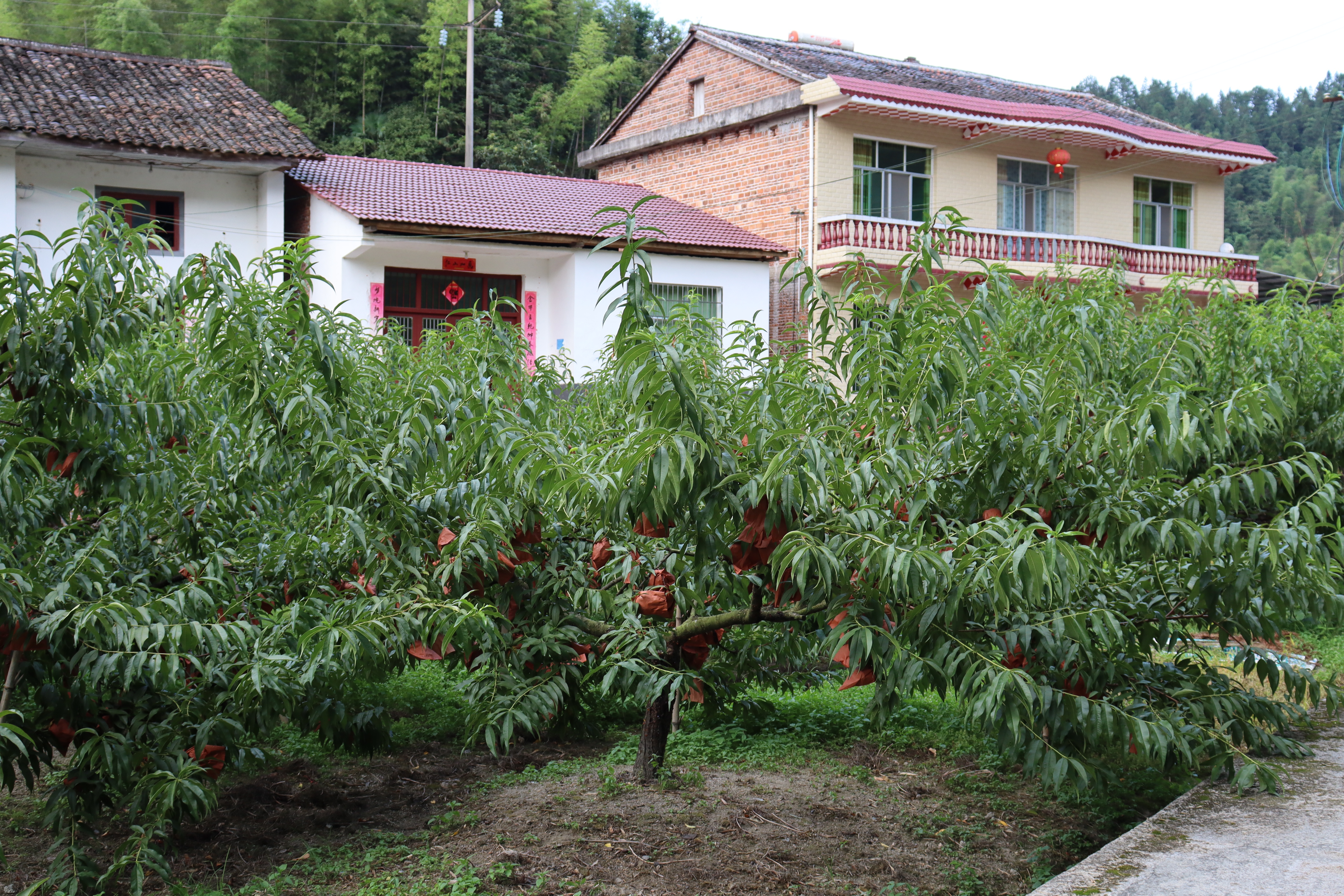 湖南工程学院日韩暴力性猛交内射老熟妇：情系畲族村 逐梦新征程